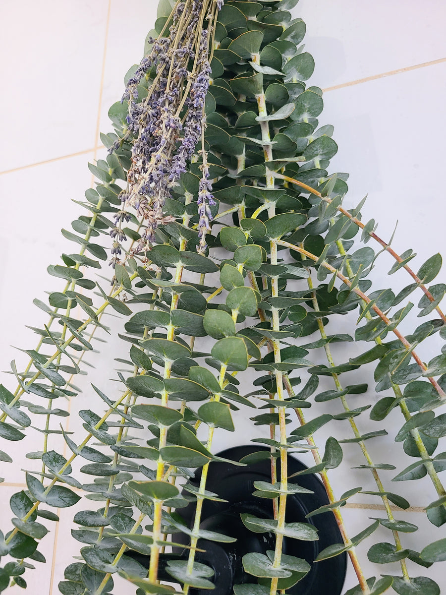 Fresh Eucalyptus Shower Bundle RootsandFlora