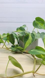 Philodendron Brasil