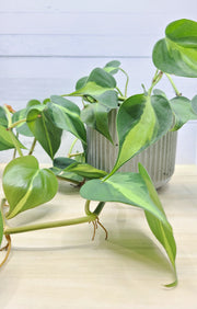 Philodendron Brasil