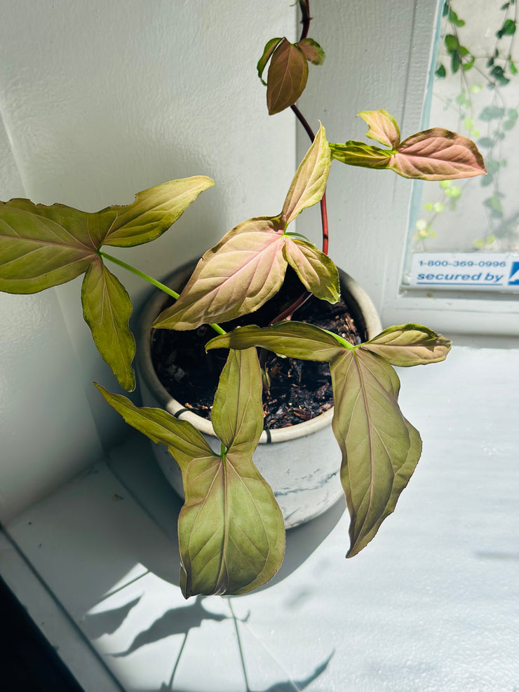 Syngonium Podophyllum "Pink Arrow”