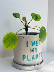 Pilea Moon Valley With a “I wet my plants” pot