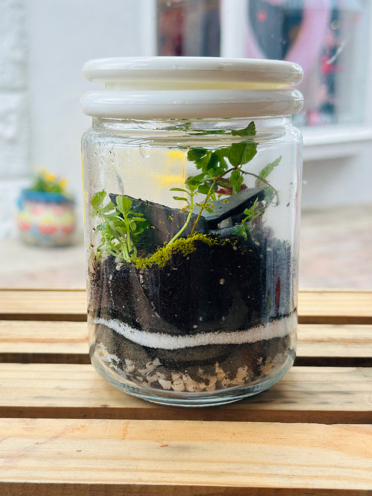 Live Terrarium