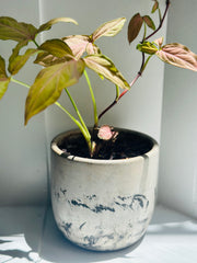 Syngonium Podophyllum "Pink Arrow”
