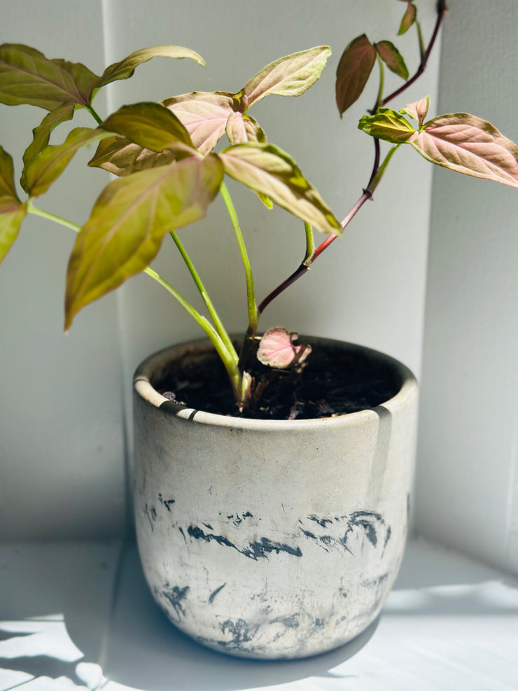Syngonium Podophyllum "Pink Arrow”