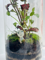 Live Terrarium with a Luminous Ghost Tree Elf