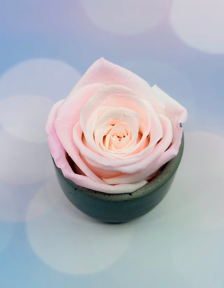 Single Pink Preserved Rose