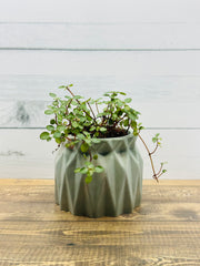 Pilea Glauca Plant