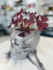 Oxalis Triangularis in a Concrete Skull Pot