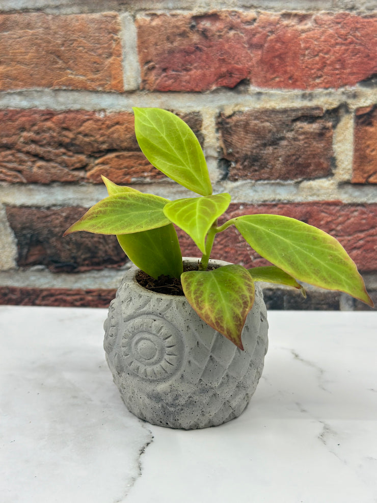 Hoya Sunrise With Handmade Concrete Pot