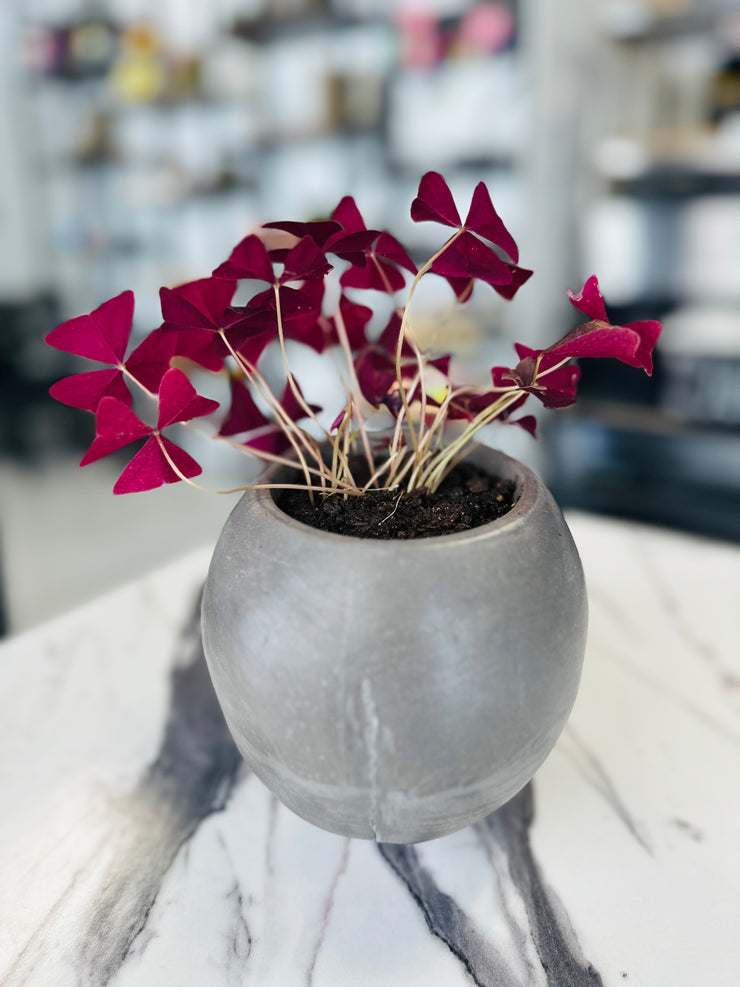 Oxalis Triangularis in a Concrete Skull Pot