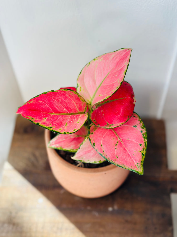 Aglaonema in a 4” Concrete Pot