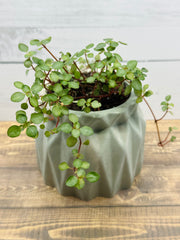 Pilea Glauca Plant