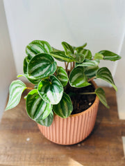 Watermelon Peperomia in a Concrete Pot