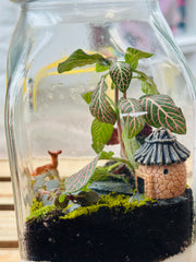 Live Terrarium