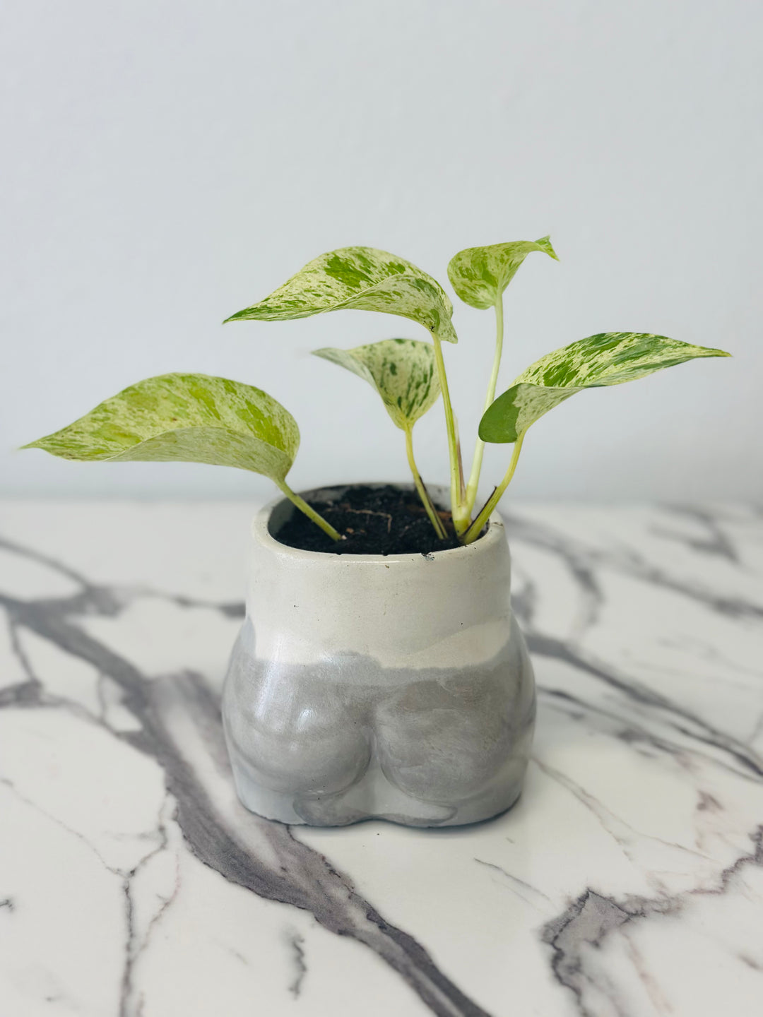 soil for marble queen pothos Marble Queen Pothos with a Bootyful Pot – RootsandFlora