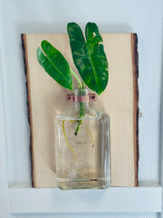 Live Edge Wood Propagation Station