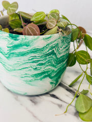 Dischidia Ovata Watermelon