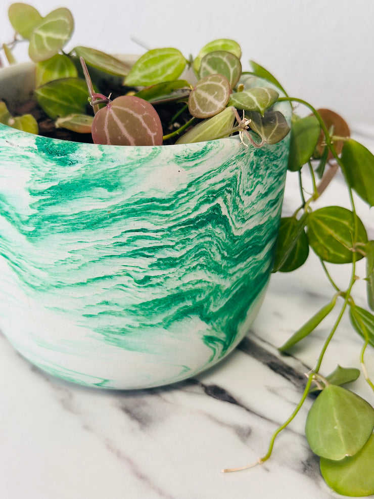 Dischidia Ovata Watermelon