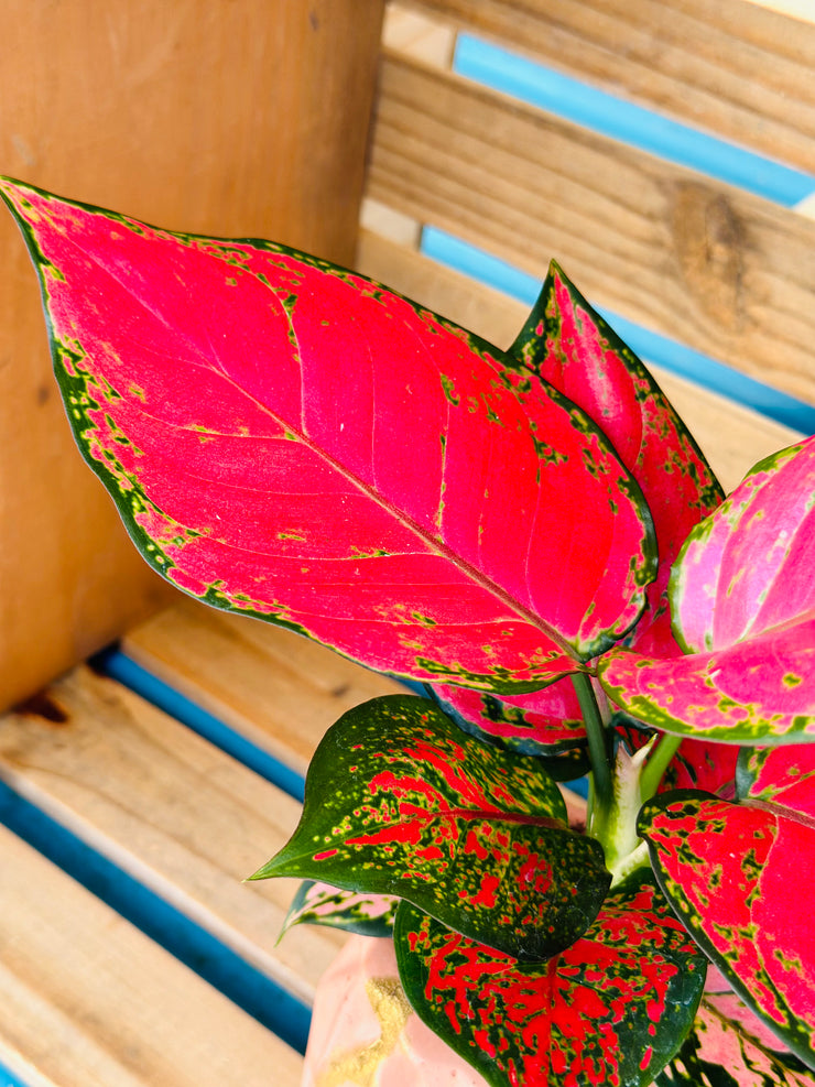 Aglaonema Red