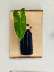 Live Edge Wood Propagation Station