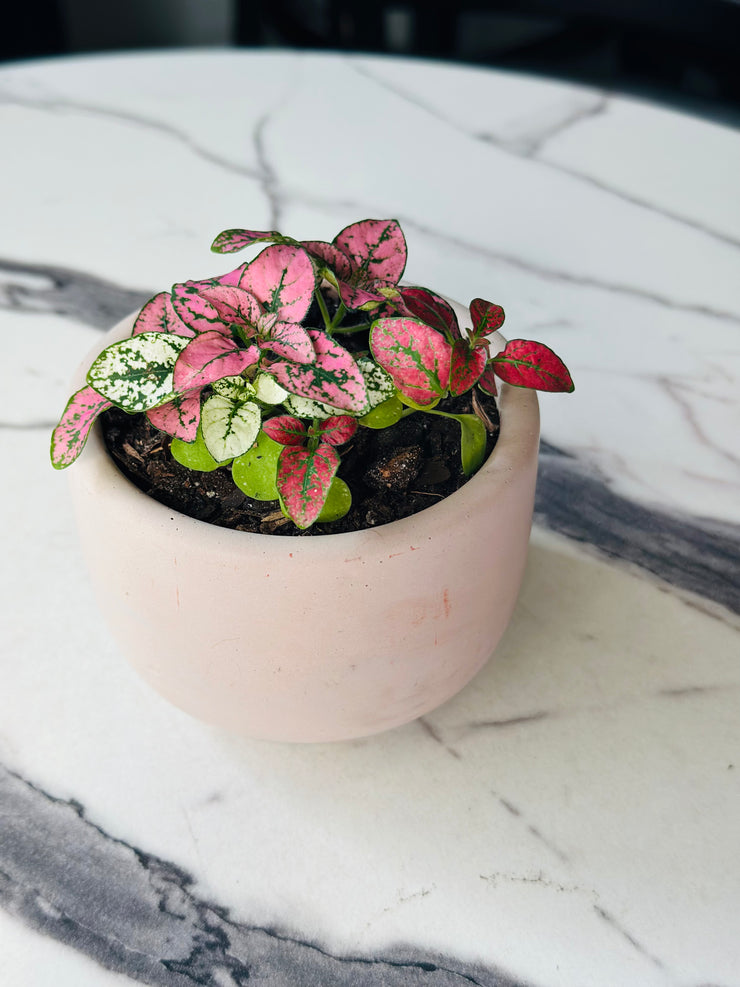 polka dot plant pot size Polka Dot Plant with Concrete Pot – RootsandFlora