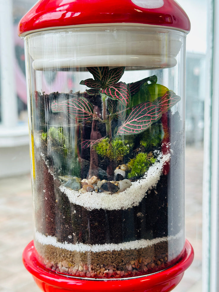 Live Terrarium