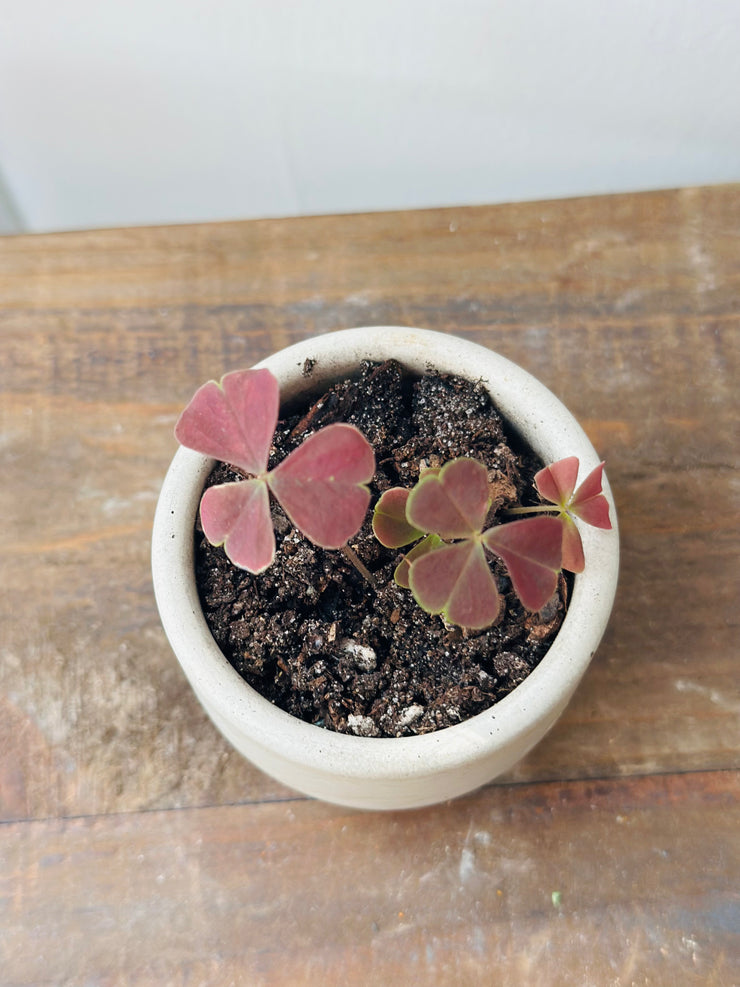 oxalis triangularis indoor plant Oxalis Triangularis in a Concrete 3” Pot – RootsandFlora