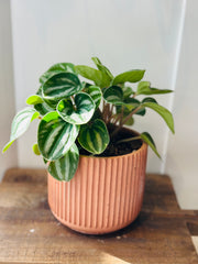Watermelon Peperomia in a Concrete Pot