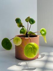 Mini Chinese Money Plant