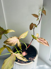 Syngonium Podophyllum "Pink Arrow”
