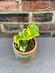Hedera Helix in a “Grow dammit” Pot