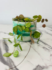 Dischidia Ovata Watermelon