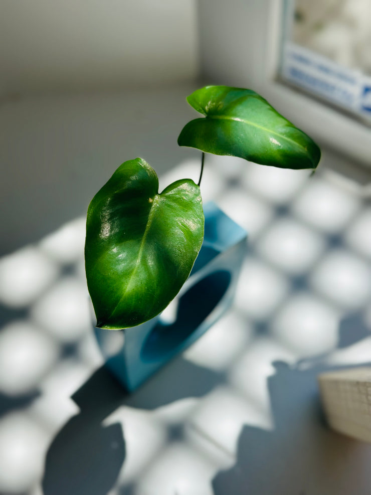 Handmade Concrete Propagation Station