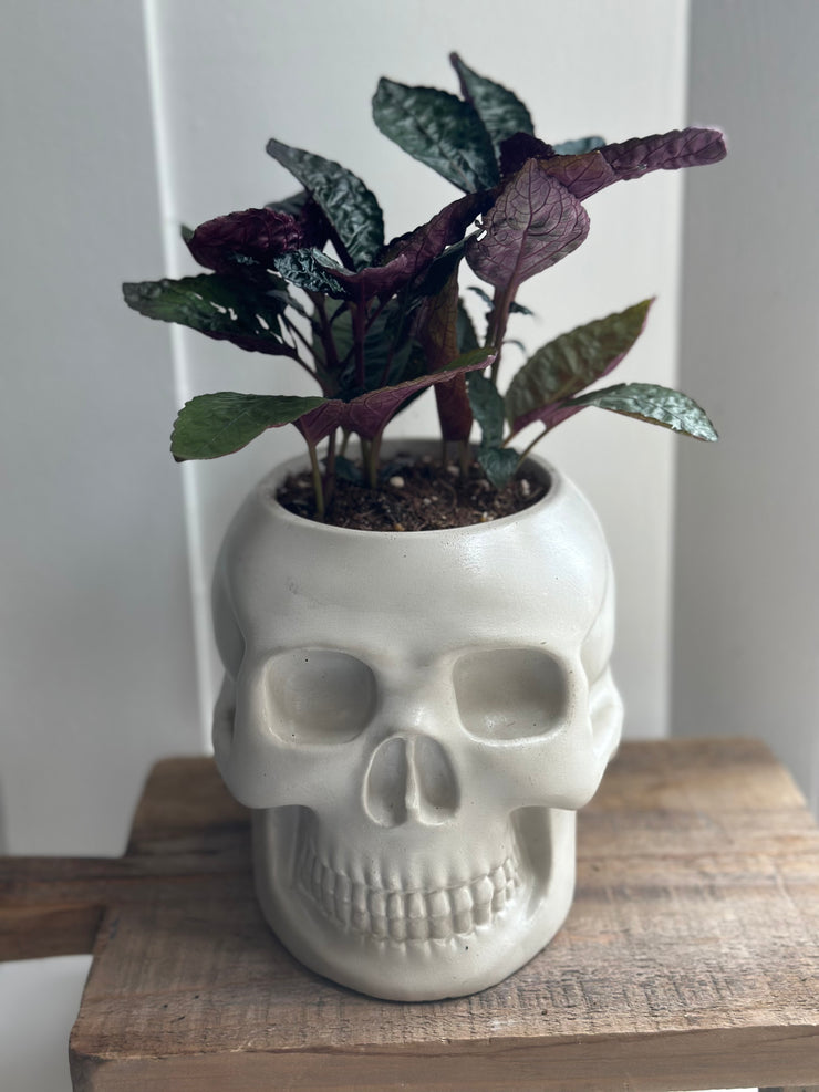 Purple Waffle Plant in a Skull Concrete Pot