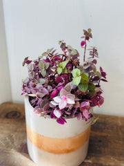 Callisia Repens "Pink Lady"