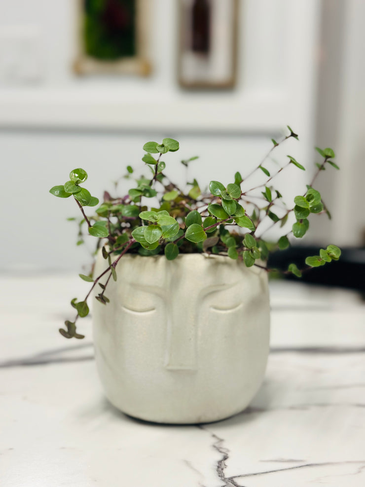 “Serena” a Handmade Concrete Pot with a Turtle Vine Plant