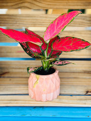 Aglaonema Red