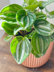 Watermelon Peperomia in a Concrete Pot