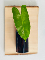 Live Edge Wood Propagation Station