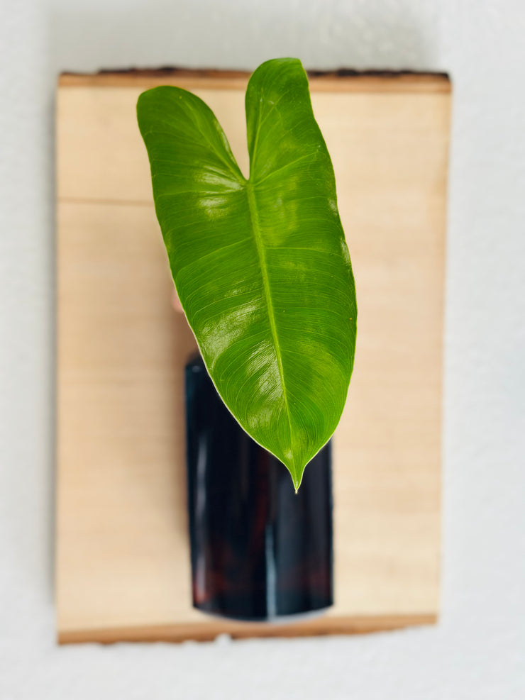 Live Edge Wood Propagation Station