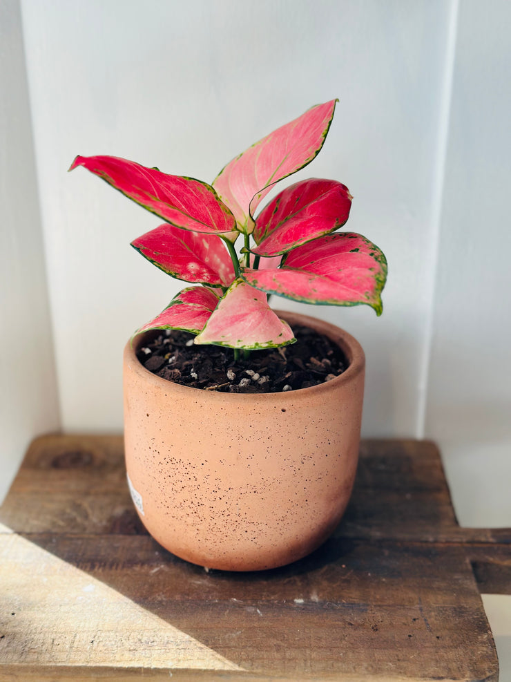 Aglaonema in a 4” Concrete Pot