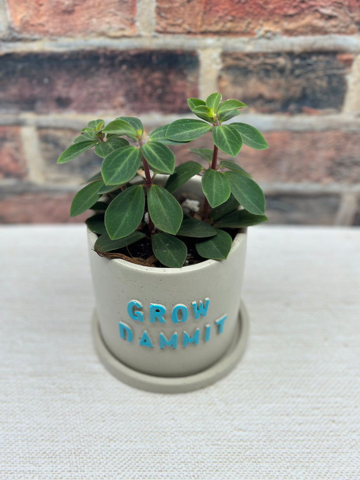 Peperomia Verticillata with a “Grow Dammit Pot”