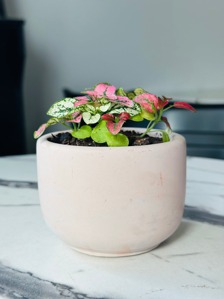 polka dot plant pot size Polka Dot Plant with Concrete Pot – RootsandFlora