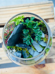 Live Terrarium