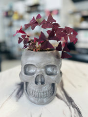 Oxalis Triangularis in a Concrete Skull Pot