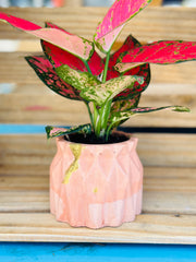 Aglaonema Red