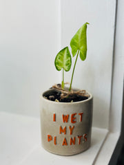 I wet my plants concrete pot with a Syngpnium Plant