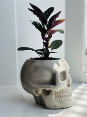 Purple Waffle Plant in a Skull Concrete Pot