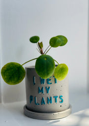 Pilea Moon Valley With a “I wet my plants” pot