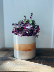 Callisia Repens "Pink Lady"